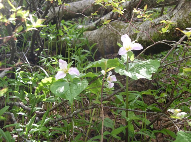 6.10.06 Table Mtn_3CR 136 